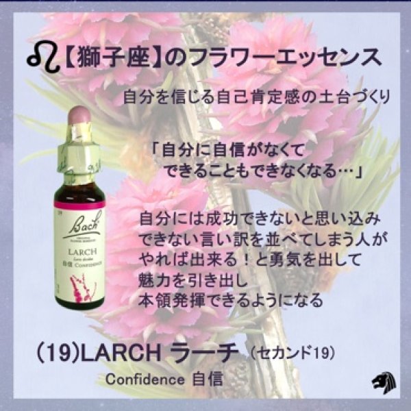 画像3: 【獅子座】のフラワーレメディーセット 《31バーベイン(くつろぎ)+19ラーチ(自信)》 (3)